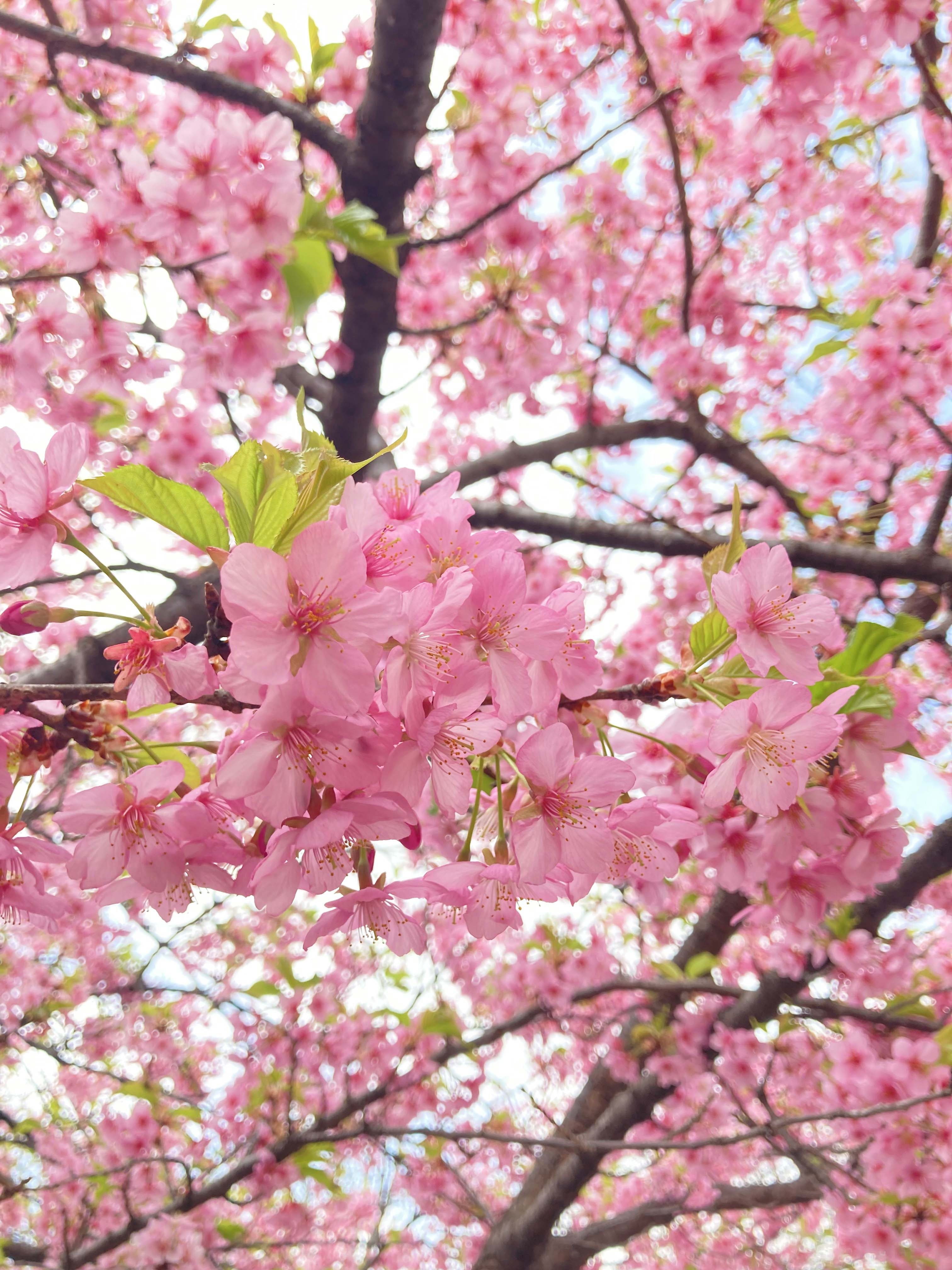 跡見学園女子大学 Atomi Univ Twitter