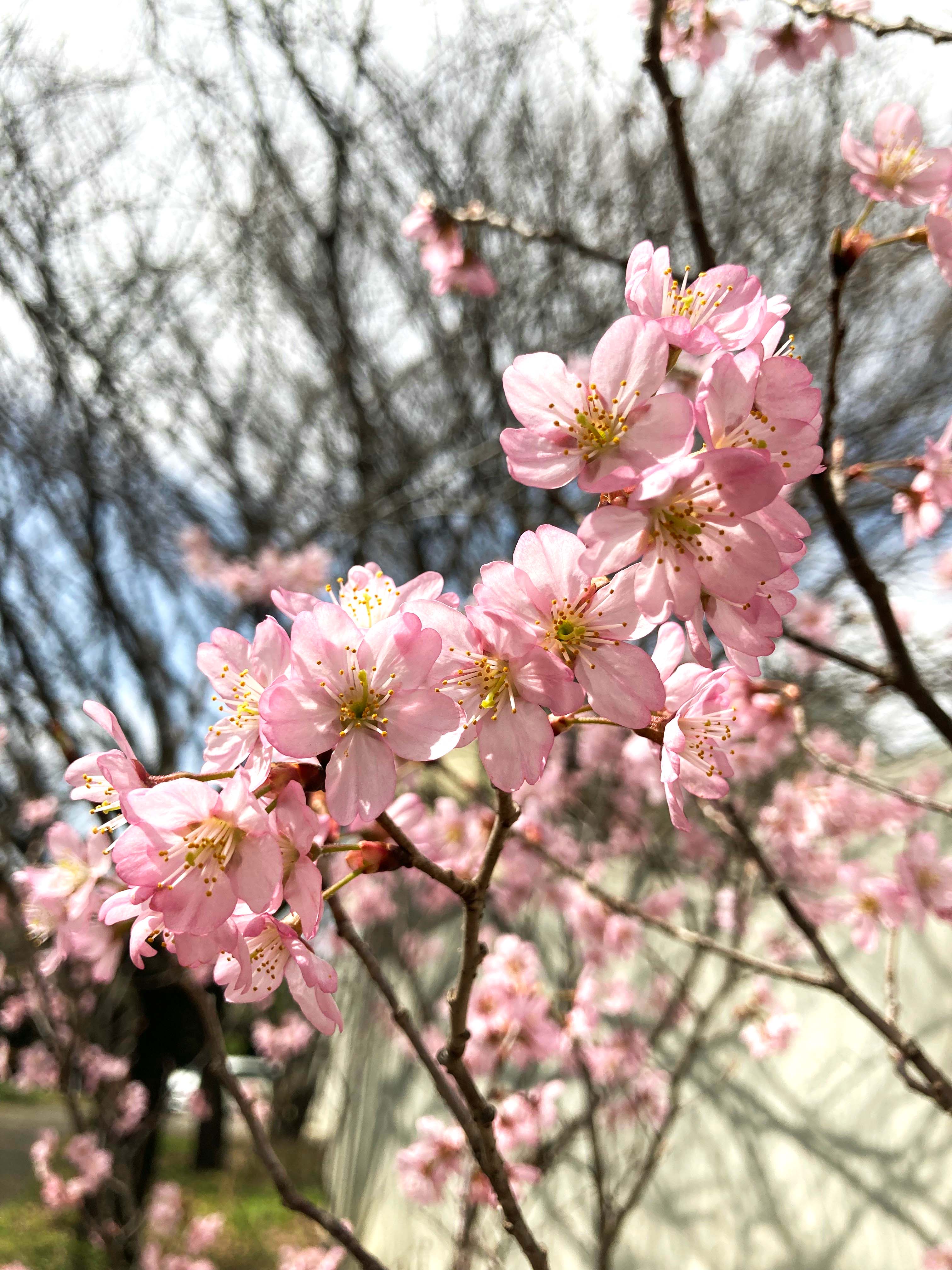 跡見学園女子大学 Atomi Univ Twitter