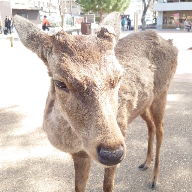 saorin774's tweet photo. 振り返ったら·····鹿がいたΣ(°д°ﾉ)ﾉ【#ピグパ ID:PA-0129-3065】@PiggPARTY（▶︎https://t.co/Qq3dtEkpwN）から投稿 https://t.co/zYTfZ7Dvau