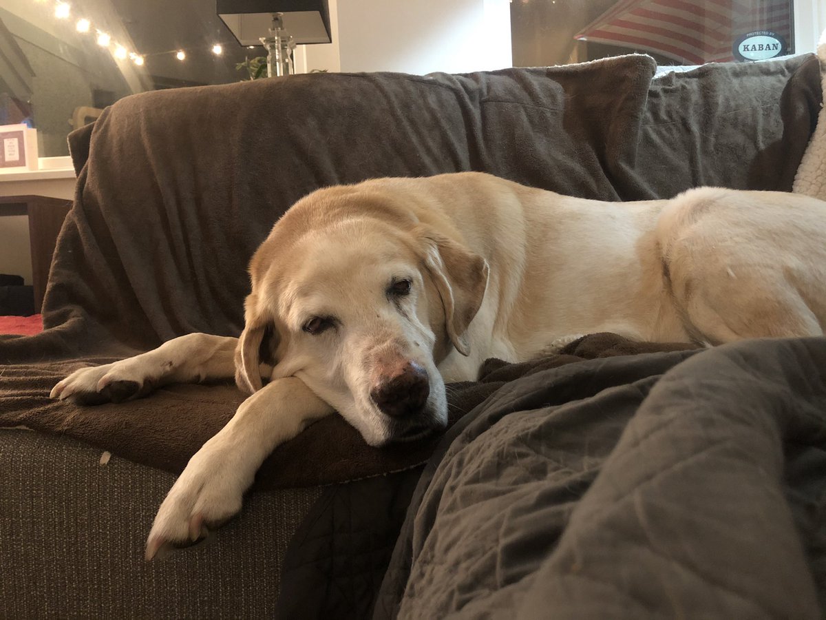 LeDukeDog's tweet photo. Enjoying a chill Tuesday. https://t.co/t36LcohnHV