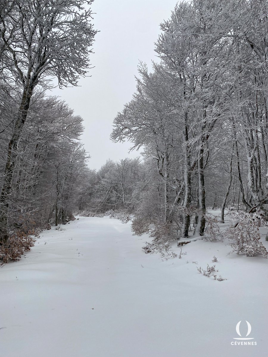 "Qu'il est doux, qu'il est doux d'écouter des histoires,
Des histoires du temps passé,
Quand les branches d'arbres sont noires,
Quand la #neige est épaisse et charge un sol glacé !"
🌳❄️
📖 Alfred de Vigny
📷 Samuel Chatard
🗺 Aigoual
#Cévennes #Oraterra