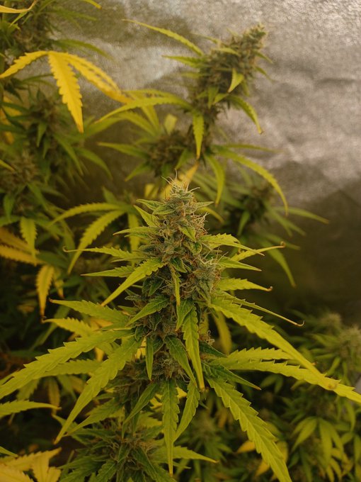 It's getting there #420 #weedporn #plants #WeedLovers #WEEDVERSE #weedsmokers #weedplug #WeedLover #weedlife<a href="/tag/weedporn"class="tags">#weedporn</a><a href="/tag/plants"class="tags">#plants</a><a href="/tag/weedlovers"class="tags">#WeedLovers</a><a href="/tag/weedlife"class="tags"><span>#weedlife</span></a><a href="/tag/weedlover"class="tags"><span>#weedlover</span></a><a href="/tag/weedsmokers"class="tags"><span>#weedsmokers</span></a><a href="/tag/weedplug"class="tags"><span>#weedplug</span></a><a href="/tag/weedverse"class="tags"><span>#weedverse</span></a>