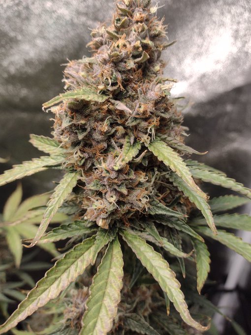 #WEEDVERSE #weedporn #WeedLovers #Weedmob #weedsmokers #weedplug #WeedLover #weedlife #WeedGenics https://t<a href="/tag/weedverse"class="tags">#WEEDVERSE</a><a href="/tag/weedporn"class="tags">#weedporn</a><a href="/tag/weedlovers"class="tags">#WeedLovers</a><a href="/tag/weedmob"class="tags">#Weedmob</a><a href="/tag/weedsmokers"class="tags">#weedsmokers</a><a href="/tag/weedlife"class="tags"><span>#weedlife</span></a><a href="/tag/weedlover"class="tags"><span>#weedlover</span></a><a href="/tag/weedplug"class="tags"><span>#weedplug</span></a><a href="/tag/weedgenics"class="tags"><span>#weedgenics</span></a>