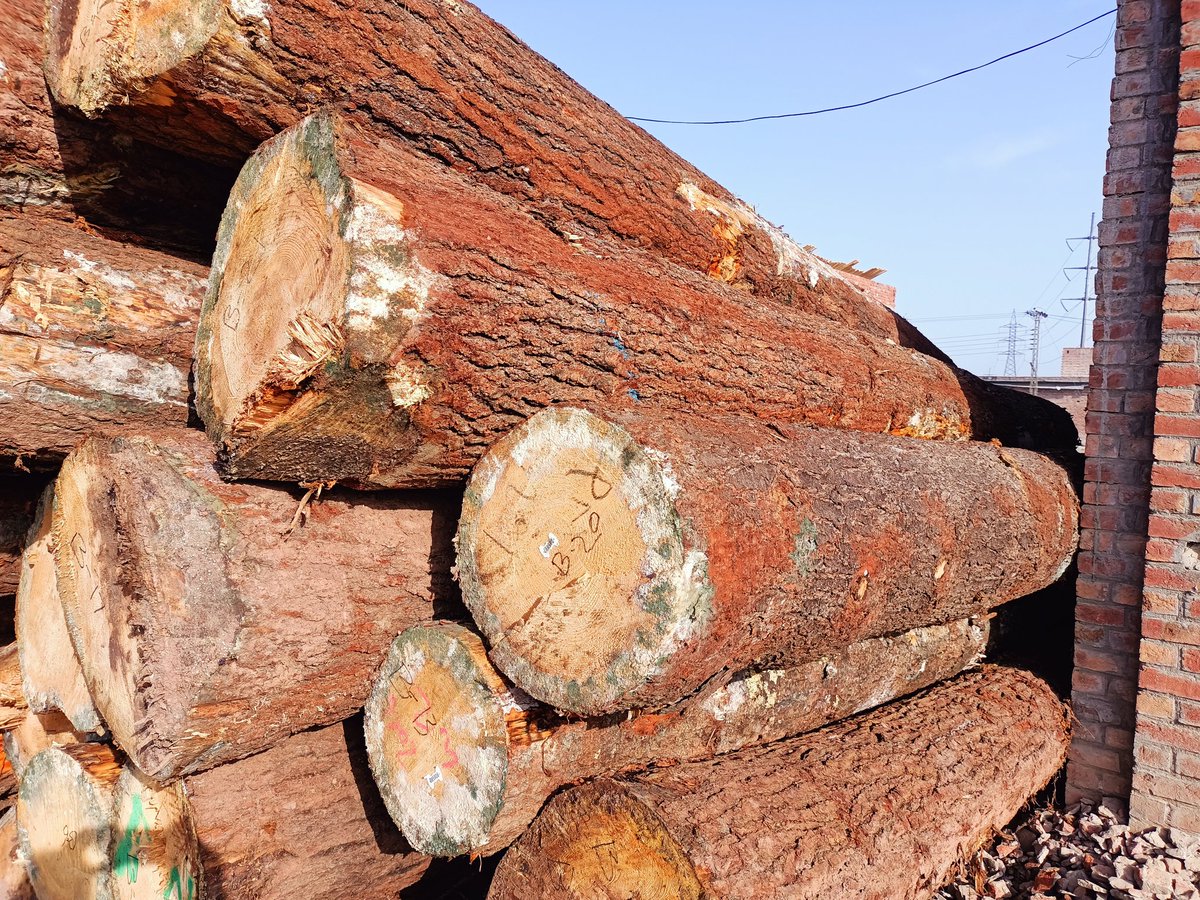imran3691's tweet photo. My new import with pine logs Pakistan  may cumpny nime ahamd Ali wood moldinge https://t.co/zuBSgHWJD5