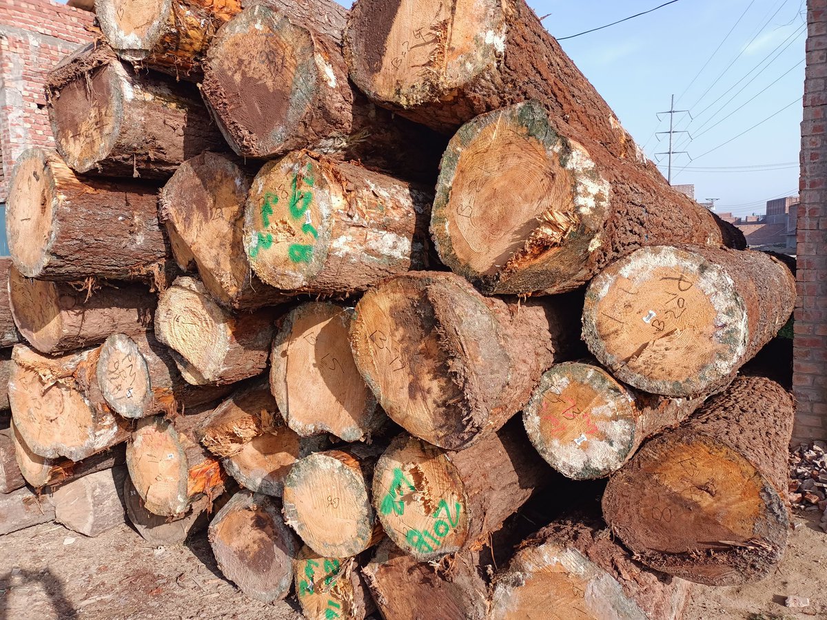 imran3691's tweet photo. My new import with pine logs Pakistan  may cumpny nime ahamd Ali wood moldinge https://t.co/zuBSgHWJD5