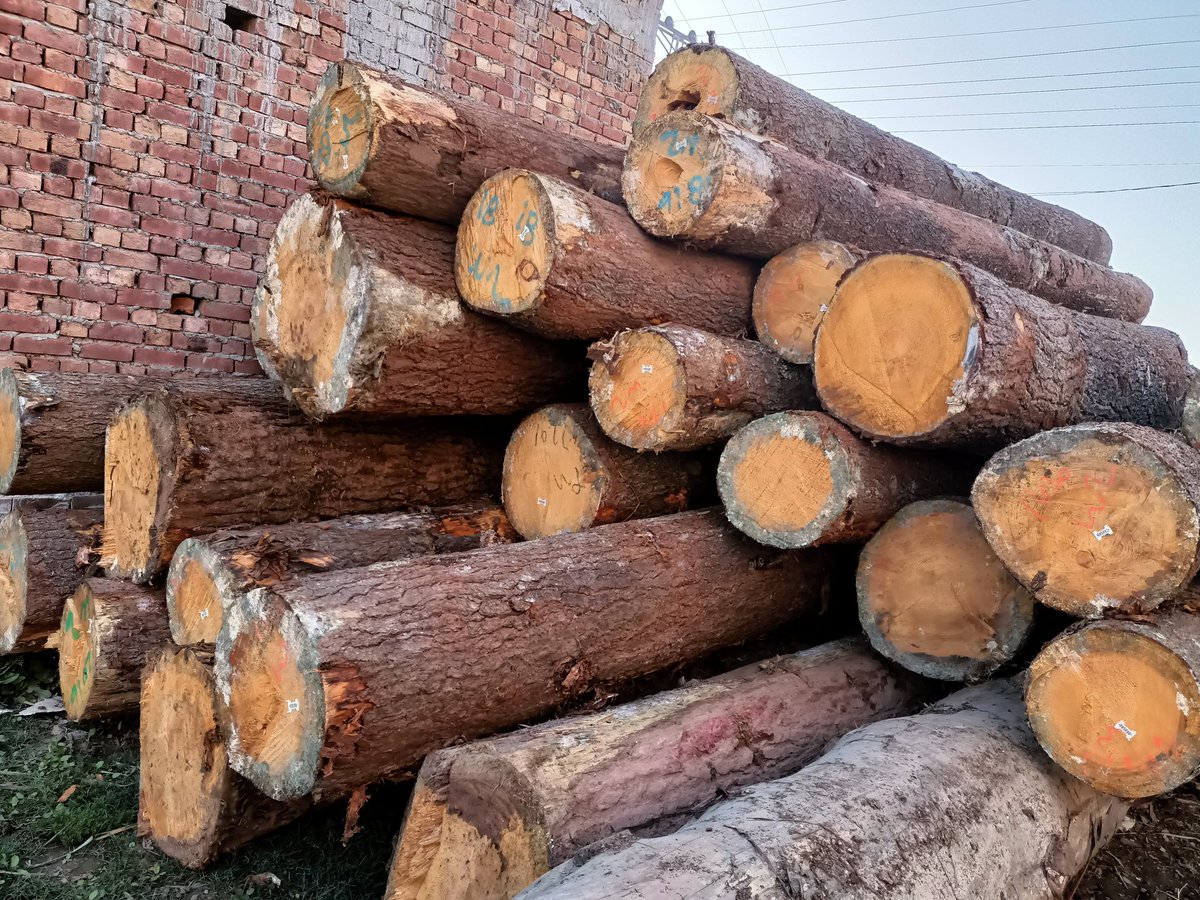 imran3691's tweet photo. My new import with pine logs Pakistan  may cumpny nime ahamd Ali wood moldinge https://t.co/zuBSgHWJD5
