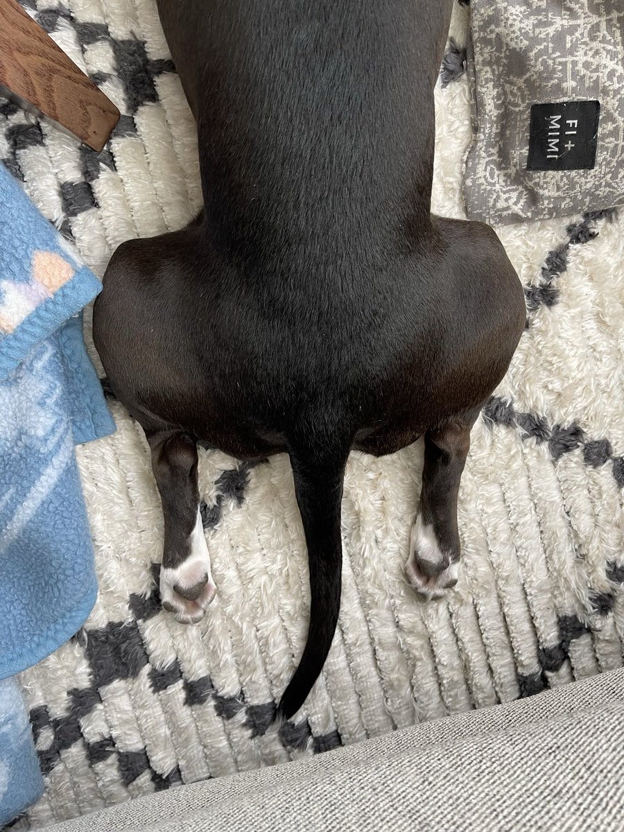 cuuurious_G's tweet photo. Pinch Perfect 🤏 #sploot #dogsoftwitter #twitterdogcommunity #twitterdogs https://t.co/pZR93hS78x