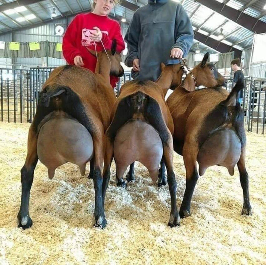 WorldlyHQ's tweet photo. Dairy goat is profitable business! https://t.co/r43KXR10jX