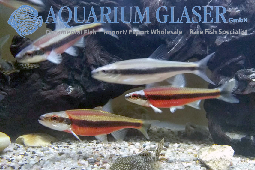 aquariumglaser's tweet photo. #Notropis #lutipinnis #german #Bred
find more details and pics @ https://t.co/kgExUnuDLM https://t.co/IzTEBlKyUr
