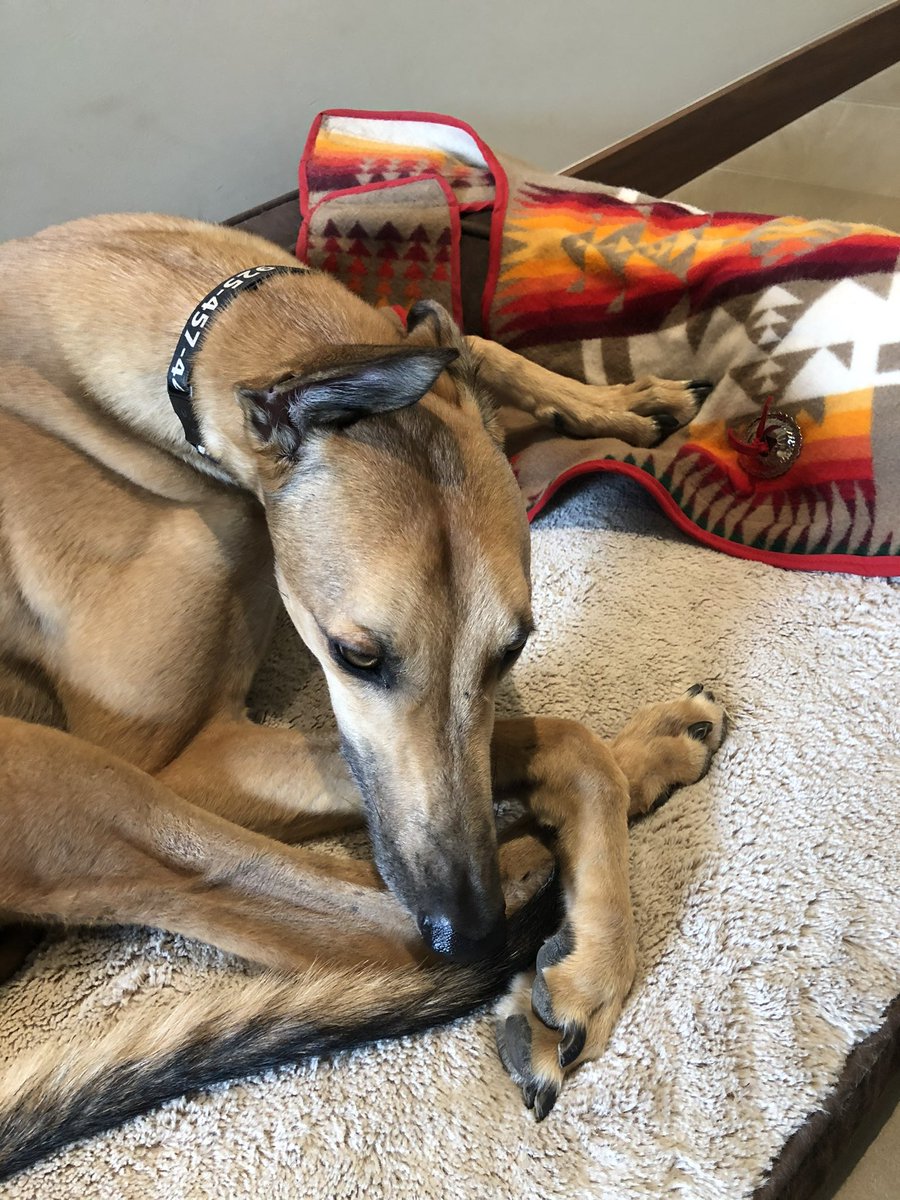 megwith's tweet photo. @jeffbcraven This is my favorite thread in my dozen years of twitterhood ineptitude. Real dog. https://t.co/mdVUFNnBW8