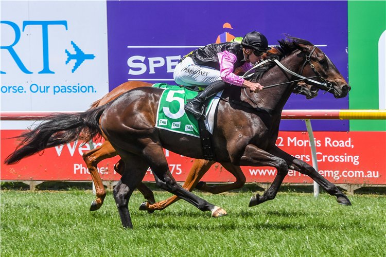 saabhasan's tweet photo. 50% AVAILABLE in this 3yo tried gelding MEDIA EMPIRE (Winning Rupert x Embellished) A winner over 1100m and a bargain buy! Currently spelling but will be back in training next month.
10% shares - $1,500 | 5% - $750
CALL 1300 RACE STABLE (1300 722 378) https://t.co/WKopqo58r3