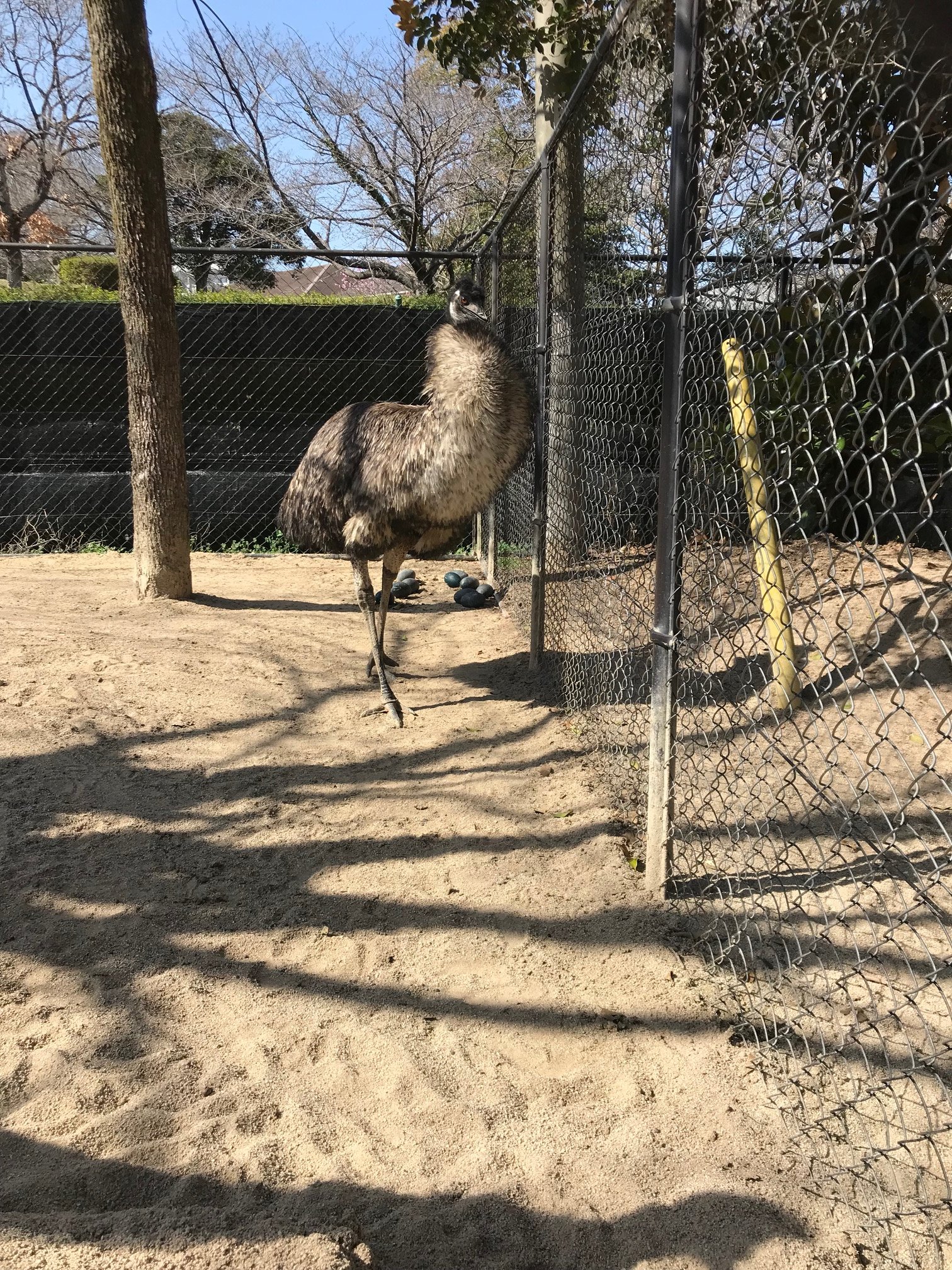 走鳥類 Twitter Search Twitter