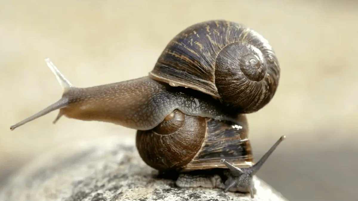 Is there #asymmetry in nature? It's actually more common than you'd think! The subject of the 2019 #SCINEMA film, 'Jeremy the Lefty Snail and Other Asymmetrical Animals', asymmetry is in deadly chemicals, the heart in your chest, and flying bees! 🐌🐝❤️ bit.ly/3w6MH7H