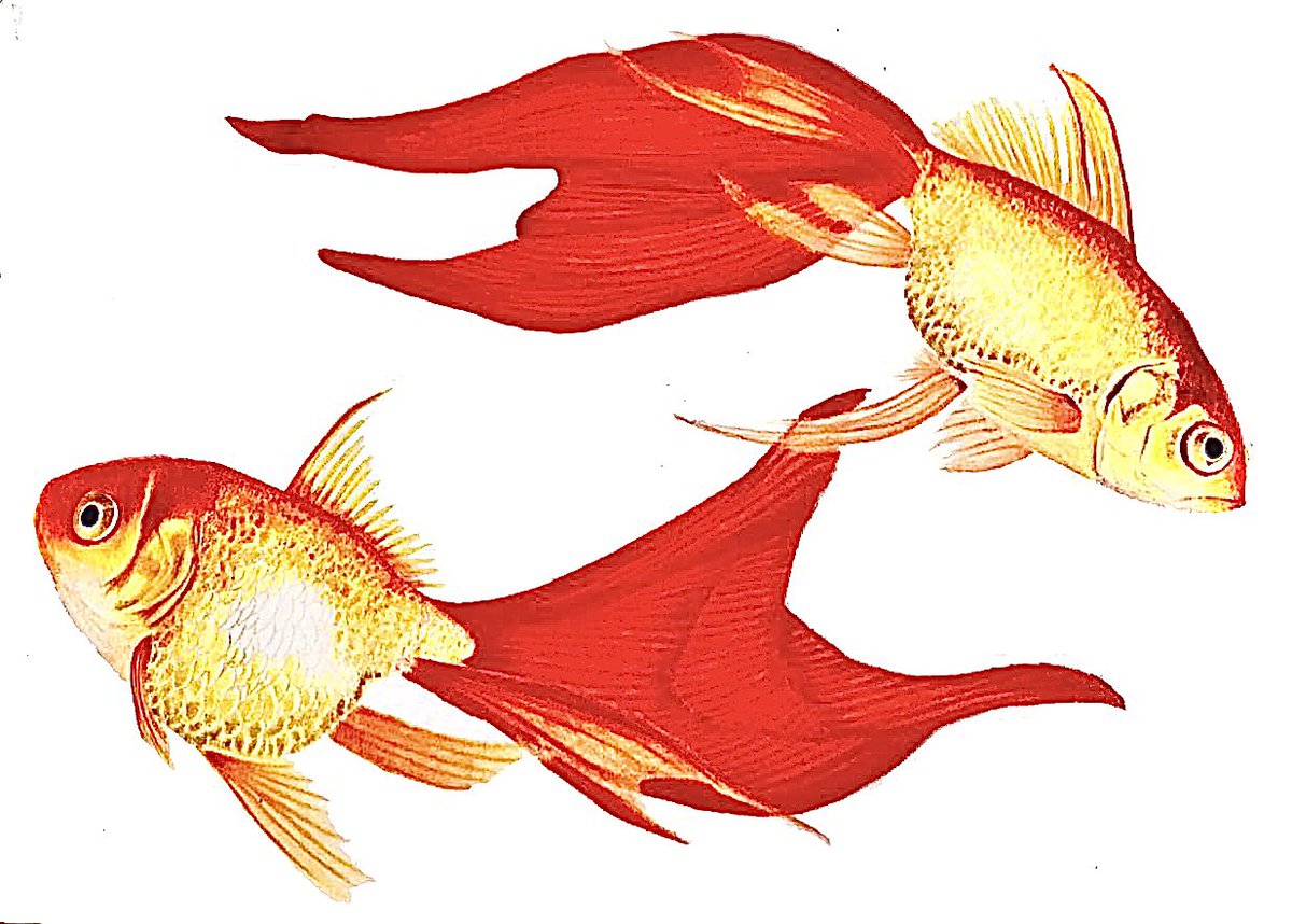 「色鉛筆で描いた金魚✏️

#イラスト #絵描きさんと繋がりたい
#芸術同盟 」|石川@色鉛筆のイラスト