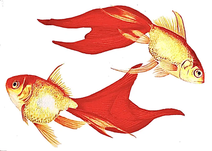 色鉛筆で描いた金魚✏️

#イラスト #絵描きさんと繋がりたい
#芸術同盟 