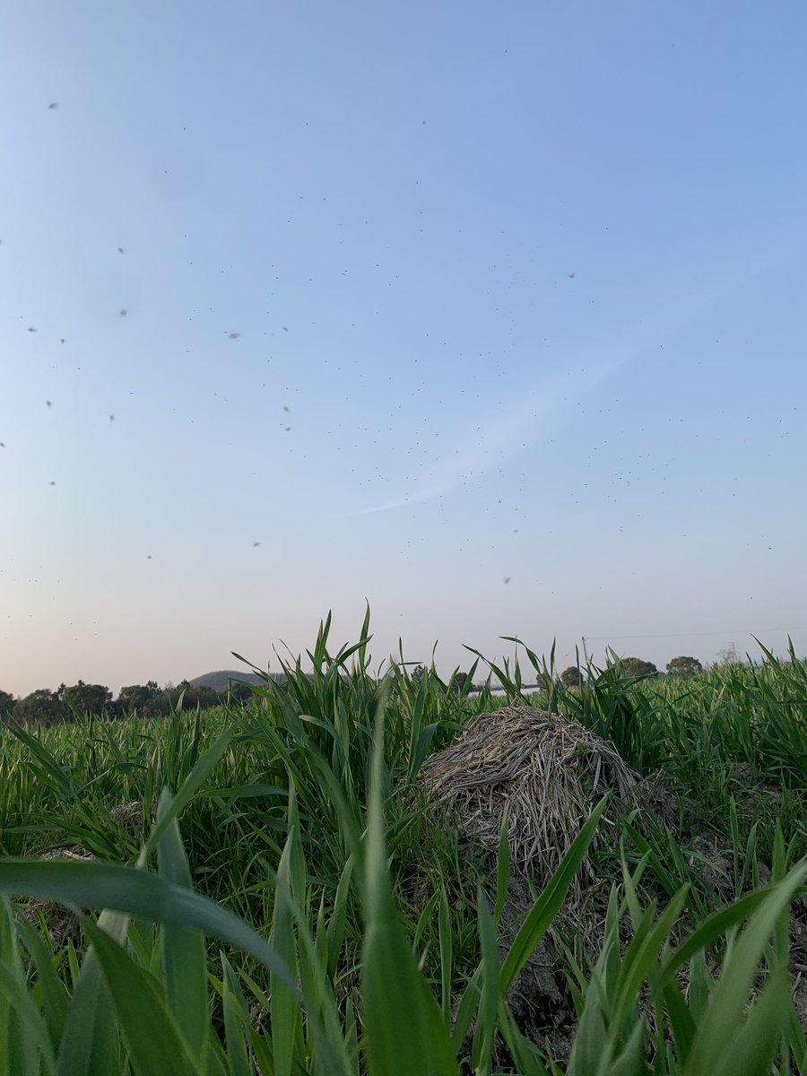 麦田充满着春天的味道