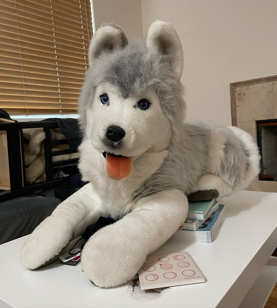 akitas237's tweet photo. Plush for sale #plüti #steiff #forsale https://t.co/lIdvy8gYR2