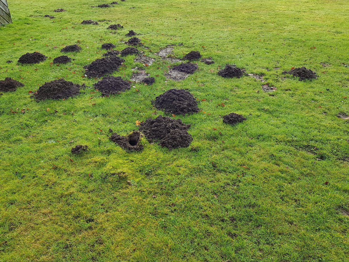 CatcherMole's tweet photo. Some nice size mole hills . https://t.co/UdpoWIkRg9