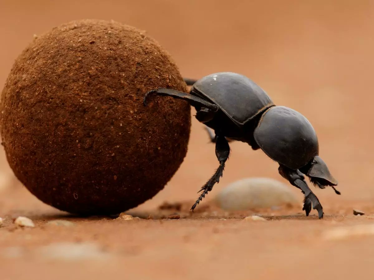 SeanAmbrose44's tweet photo. @AlboMP, what's the nutritional value of a Dung Beetle? 

#Australians deserve to know that they won't be celebrating Australia Day with lamb chops or steak but rather kebabs made from Dung Beetles. 

@cattlecouncilau @meatlivestock 

@CraigKellyMP @UnitedAusParty https://t.co/L0h85x8DCE