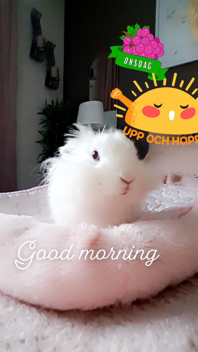 minipaws_diary's tweet photo. Good morning 
.
#kaninchen #lionheads #weeklyfluff #Minipaws_diary #vitkanin #whitebunny #ilovemypet https://t.co/nHnnJVyh8Z