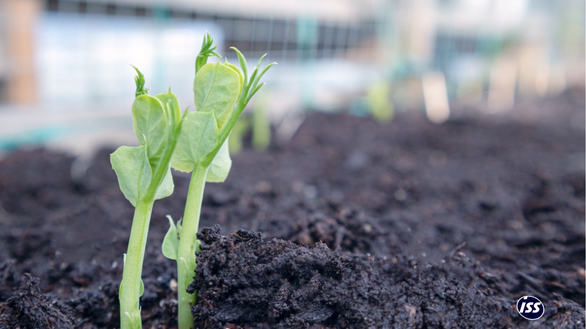 Learn how we are giving employees healthier meal options, and reducing the kitchen’s CO2 emissions by up to 80% for our client <a href="/Nordea/">Nordea</a>. Read more: bit.ly/3HWpl6Q

#ISSbethechange #SustainableFood