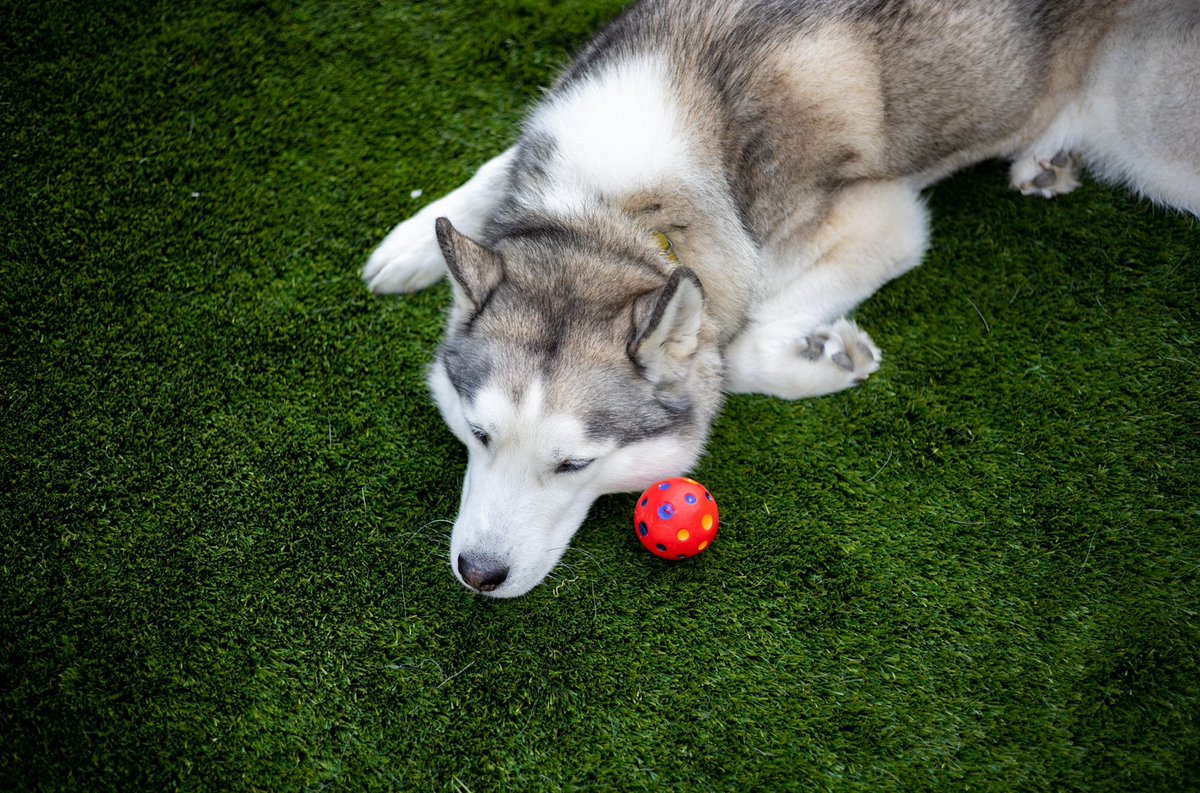 LeoBenvin's tweet photo. Ball day https://t.co/IH2PAjLEIc