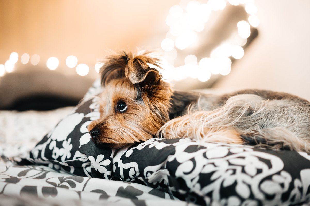 HellowdogI's tweet photo. Comfortable rest
@dog #dogs #DogsofTwittter #hellowdog #restroom #Pets #doglovers #petparent https://t.co/QtnDx6dkzk