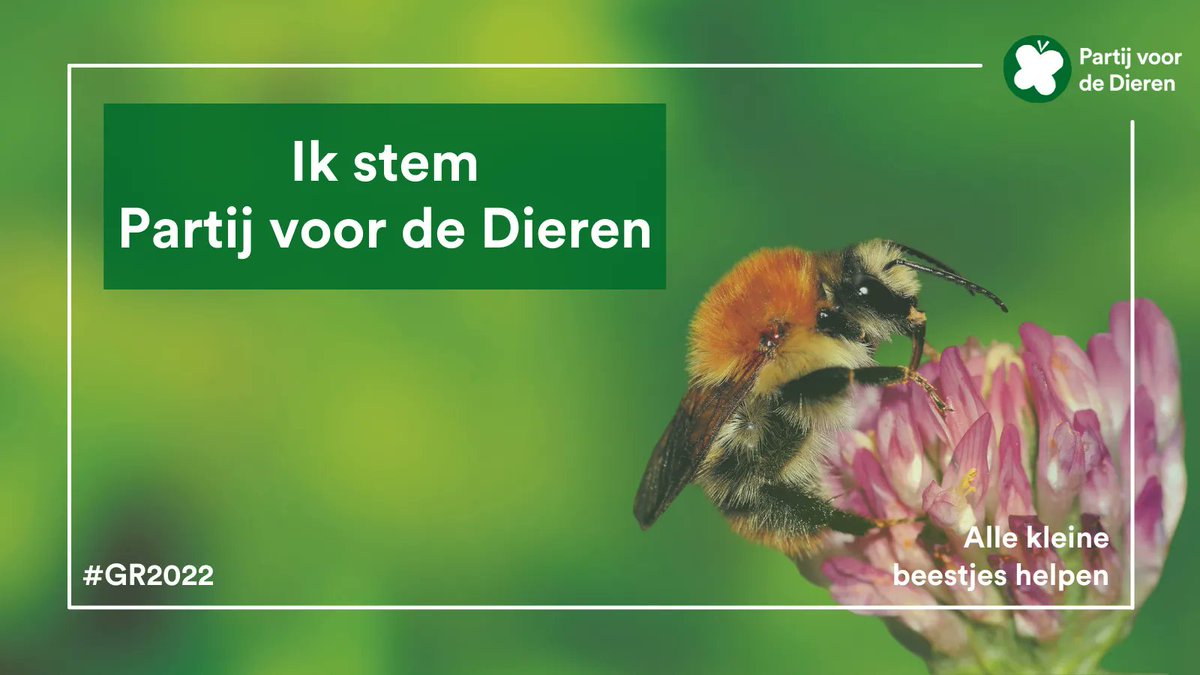 PartijvdDieren's tweet photo. Heb je al gestemd of ga je vandaag Partij voor de Dieren stemmen? 💚 Retweet dan deze tweet! 🐝 

Nog geen #PvdD in jouw gemeente? Word dan lid om daar over 4 jaar verandering in te brengen! 👉 https://t.co/Mg0OtIvusj 

#GR2022 #GR22 #partijvoordedieren #gemeenteraadsverkiezingen https://t.co/kCZJzliIvj