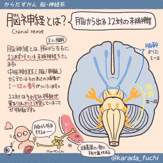 専用 細胞検査士 資格認定試験 筆記試験 過去問 11年分 分野別まとめ 参考書 Gruposignus Com Br