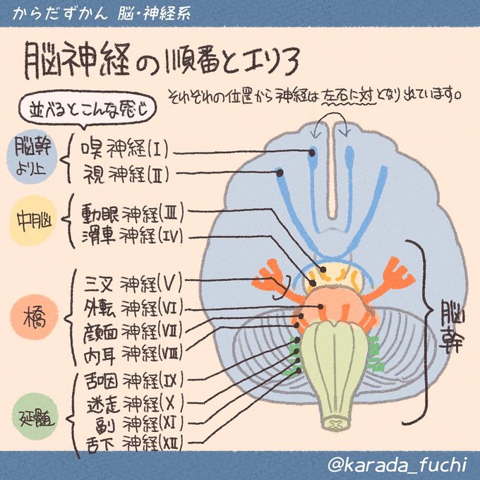 専用 細胞検査士 資格認定試験 筆記試験 過去問 11年分 分野別まとめ 参考書 Gruposignus Com Br