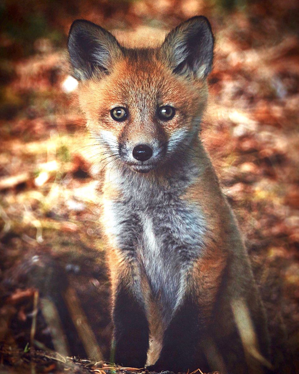 Hello frens, I would like to share my Critters or NWO album with you. Available exclusively on <a href="/opensea/">OpenSea</a> 
#animalphotography #nftphotography 

opensea.io/collection/nwo…