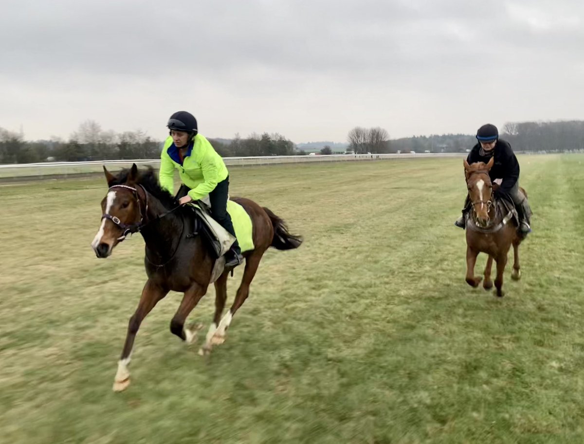 A productive morning <a href="/NewmarketGallop/">Newmarket Gallops</a>. Plenty of grass gallops open on the Heath at this time of year, and good ground everywhere: not too wet, not too dry #Dereham #CloudyRose