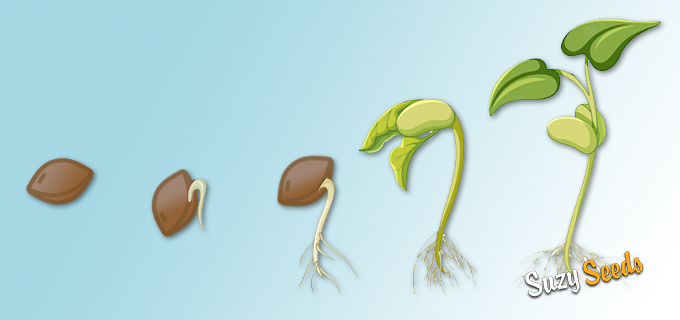 SuzySeeds's tweet photo. Das Keimen der Samen unter den richtigen Bedingungen gibt der Pflanze einen großen Vorsprung für die weitere Kultivierung. Diese Bedingungen sind konstante Faktoren, aber die Methoden zum #Keimen von #Hanfsamen können manchmal unterschiedlich sein https://t.co/0MEzbJl3ZK https://t.co/kp4jFab2bG