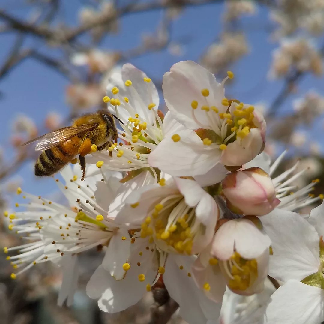 tokoYY1's tweet photo. 春爛漫♪
#春 
#みつばち 
#送粉者 
#pollinators 
#bee 
#BEEKEEPING 
#spring 
#cherry https://t.co/7yupRiLjy7