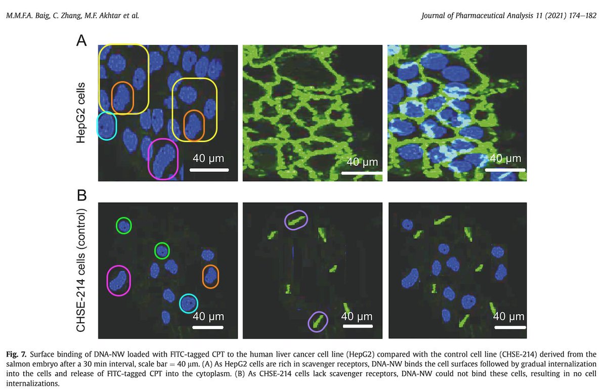 MicrobiomDigest's tweet image. More in the series Crap That Should Never Have Been Published:
#FlawCytometry
#PubPeerPearls
pubpeer.com/publications/6…