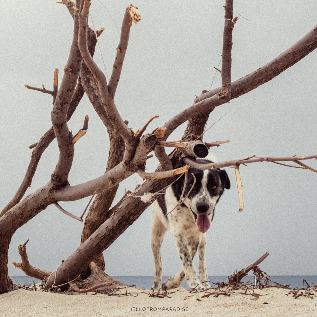 LefkadaParadise's tweet photo. Dog at the beach #lefkada #greece https://t.co/u9wFjcbm0R