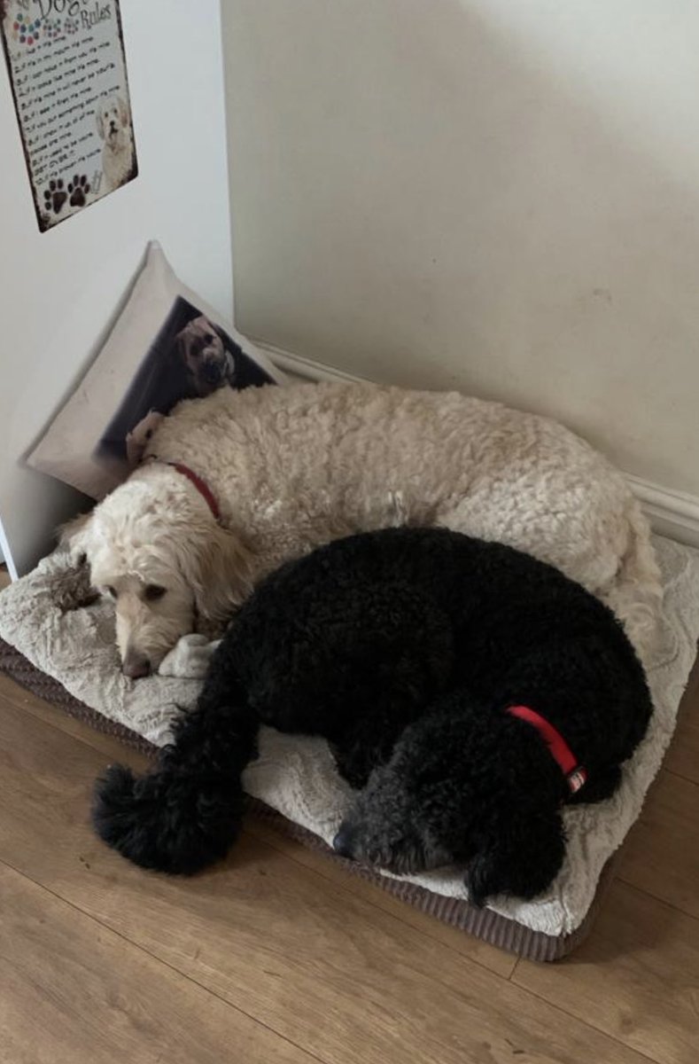 _GoldenDoodle1's tweet photo. Me &amp; my little sister Ayla @_GoldenDoodle2 ! Go on then I’ll share my bed with you ❤️🐾❤️🐾 https://t.co/PkEqQ6Sxga
