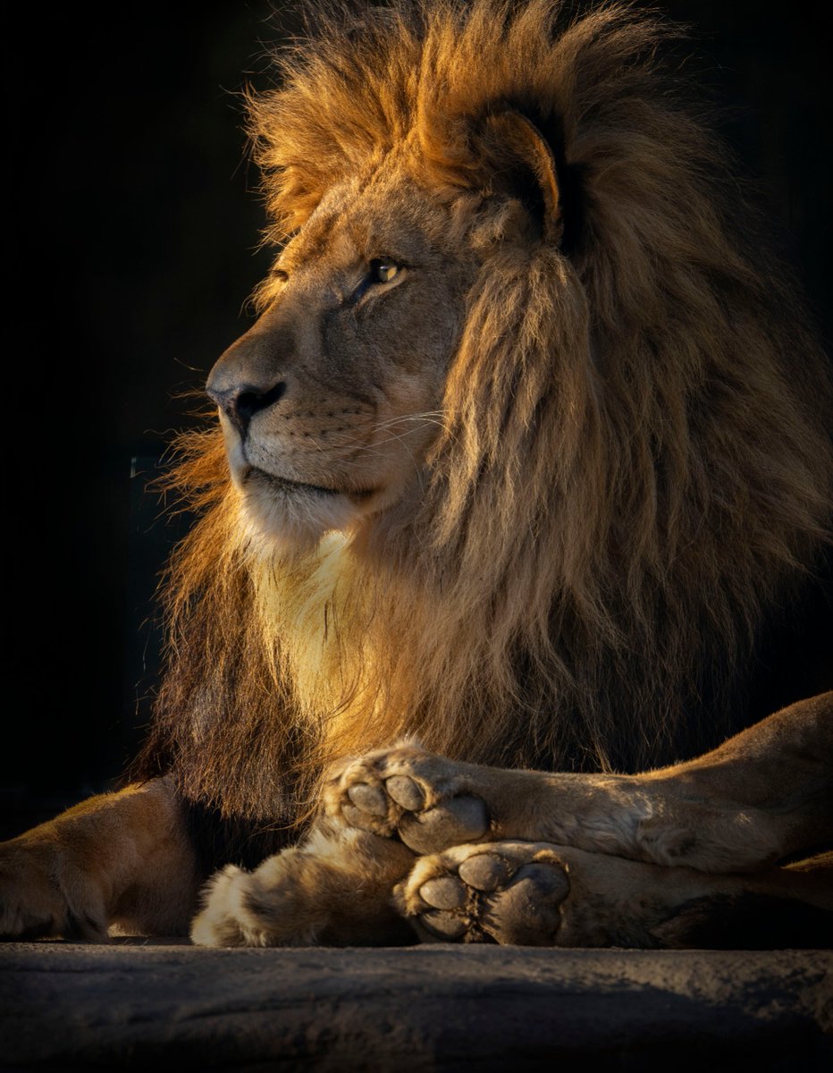 TheBigCatSanct's tweet photo. 😻 Look at Kasanga showing us all of his beauty! You can see why we call this gorgeous boy the 'Disney Lion'! 

🦁 You can adopt Kasanga and receive an adoption pack and the chance to see him on an Adopters Afternoon! 👉 Visit our website!

#africanlion #lion #adoption https://t.co/X7i11HC6sF