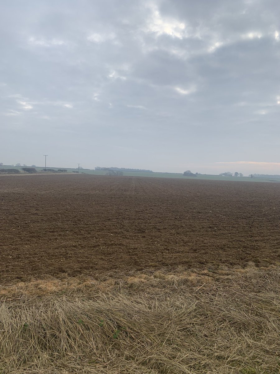 We’re back! Wk1 cover crop incorporated, primary cultivation done. Seed somewhere in Europe so just waiting for it to turn up.