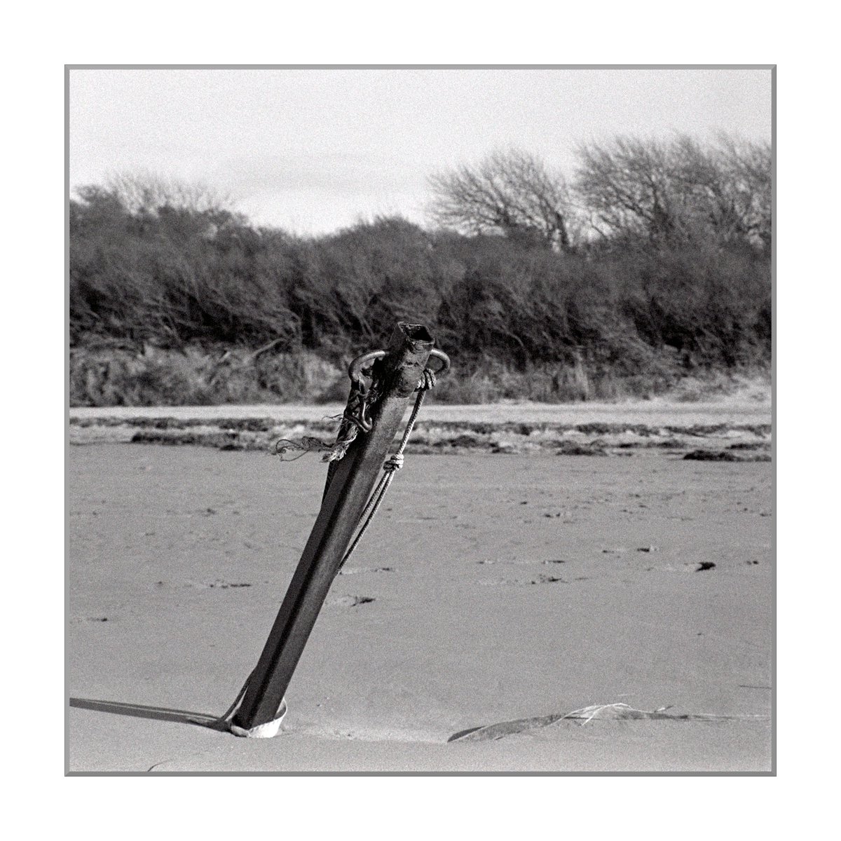 UnaOculusAperta's tweet photo. 'Slant on a Beach Anchor'
#IlfordPan400 #FX55 #blackandwhitephotography #film #believeinfilm #beach #beachanchor https://t.co/8IEPJezV89