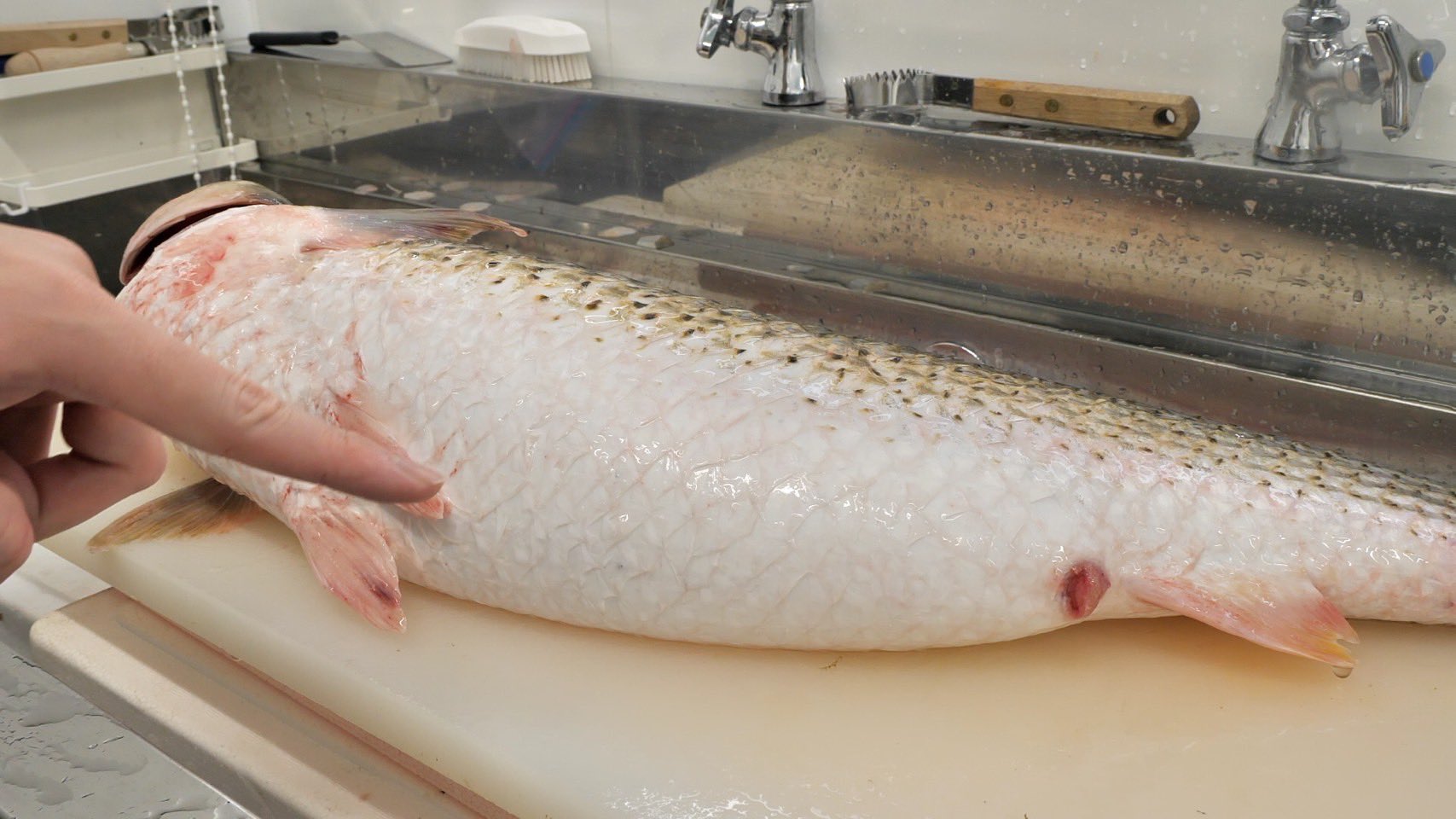 きまぐれクック かねこ ボラみたいだが ボラでは無い 破裂しそう ぱっんぱんの謎の魚 ヤスミ のお腹の中から T Co Wdvmslztqm T Co Bumoj1wgib Twitter