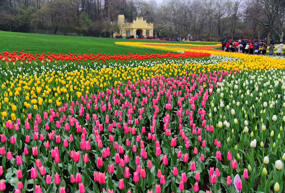 Hangzhou Taiziwan Park, Zhejiang province
浙江杭州太子湾公园

Address: 5-1 Nanshan Road, Xihu district, Hangzhou city, Zhejiang province
General admission: Free
Ideal appreciation time: March and April