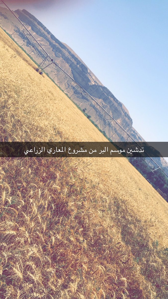 AlmaariFarm's tweet photo. اليوم لدينا تدشين من مشروع المعاري الزراعي في #اليمن #حضرموت #تريم #سيئون لموسم البر لعام 2021-2022 انتظرونا #وزارة_الزراعة #السوق_السعودي #صنعاء #عدن #الجمهورية #الجنوب_العربي https://t.co/Wqb6LgftXH