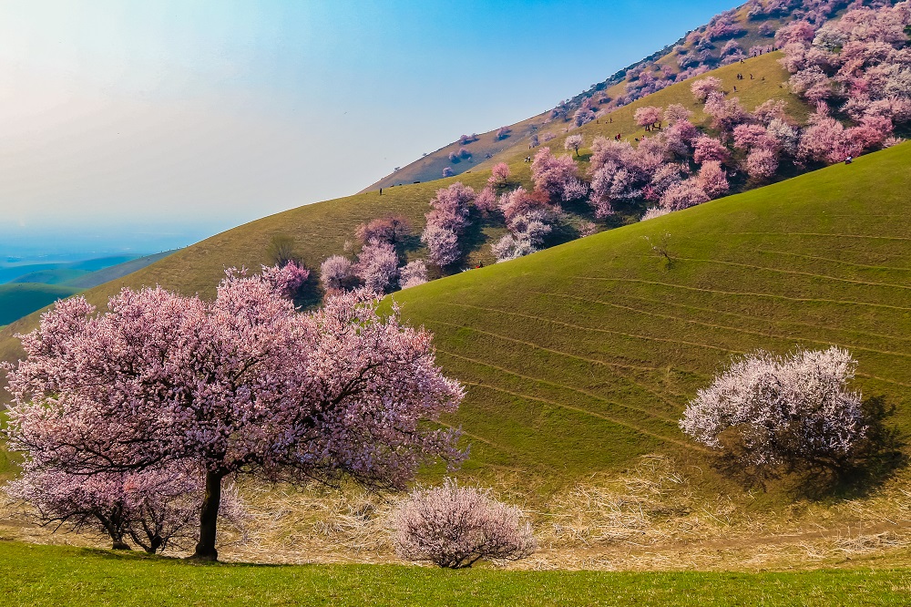 Turgen township of Ili Kazak autonomous prefecture, Xinjiang Uygur autonomous region 
新疆伊犁新源县吐尔根乡

Address: Turgen township, Xinyuan county, Ili Kazak autonomous prefecture, Xinjiang Uygur autonomous region
General admission: Free 
Ideal appreciation time: April
