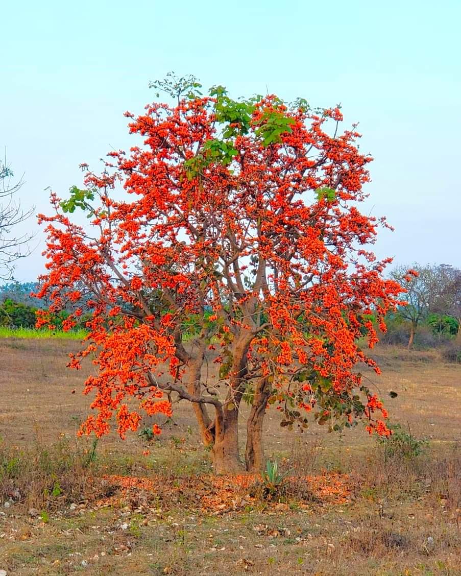 tvkattimani's tweet photo. Each year, when holy approaches I remember this tree.
This is Palash tree vibrant with colors. The tribal folk use this natural color in Holi. This pic is taken at Dharawad, Karnataka
#tejasvikattimani #CentralTribalUniversity #viocechancellor #Palashtree #tribalfolk #Holi https://t.co/kS95tNCFDc