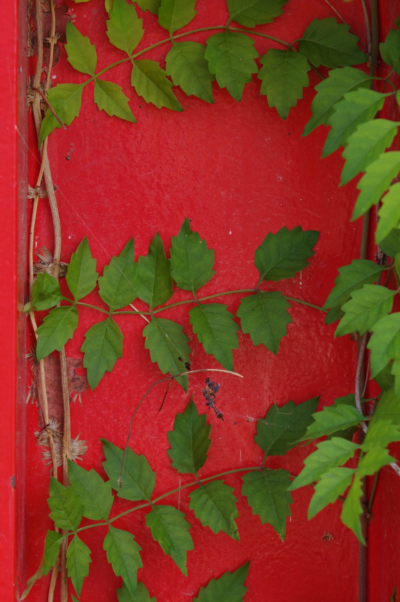 楽に撮るならスマホ、クールに美麗ならミラーレス、
その場で感情を込めるなら、光学ファインダー。

2019/8の浪江の写真を。
#集まれ一眼レフ好き 
#PENTAXキャンペーン2022
#pentaxkp