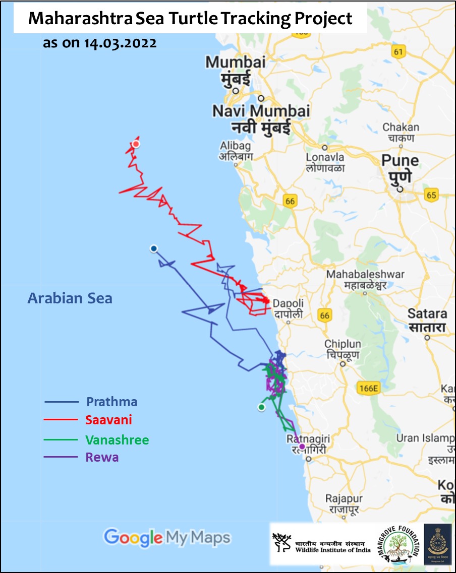 MangroveForest's tweet photo. Update on Maharashtra Sea Turtle Tracking Programme

https://t.co/eOVHPFYkVS
@vrtiwari1 @NeenuSomaraj @AdarshReddyIFS @wiiofficial1 @moefcc @sureshwii @HarshalKarve @Mohit_Mcube @MahaForest @AUThackeray @ImRo45 @RandeepHooda @CMOMaharashtra 
@deespeak @rajtejpatil @vasukokare https://t.co/AjtJvicxSI