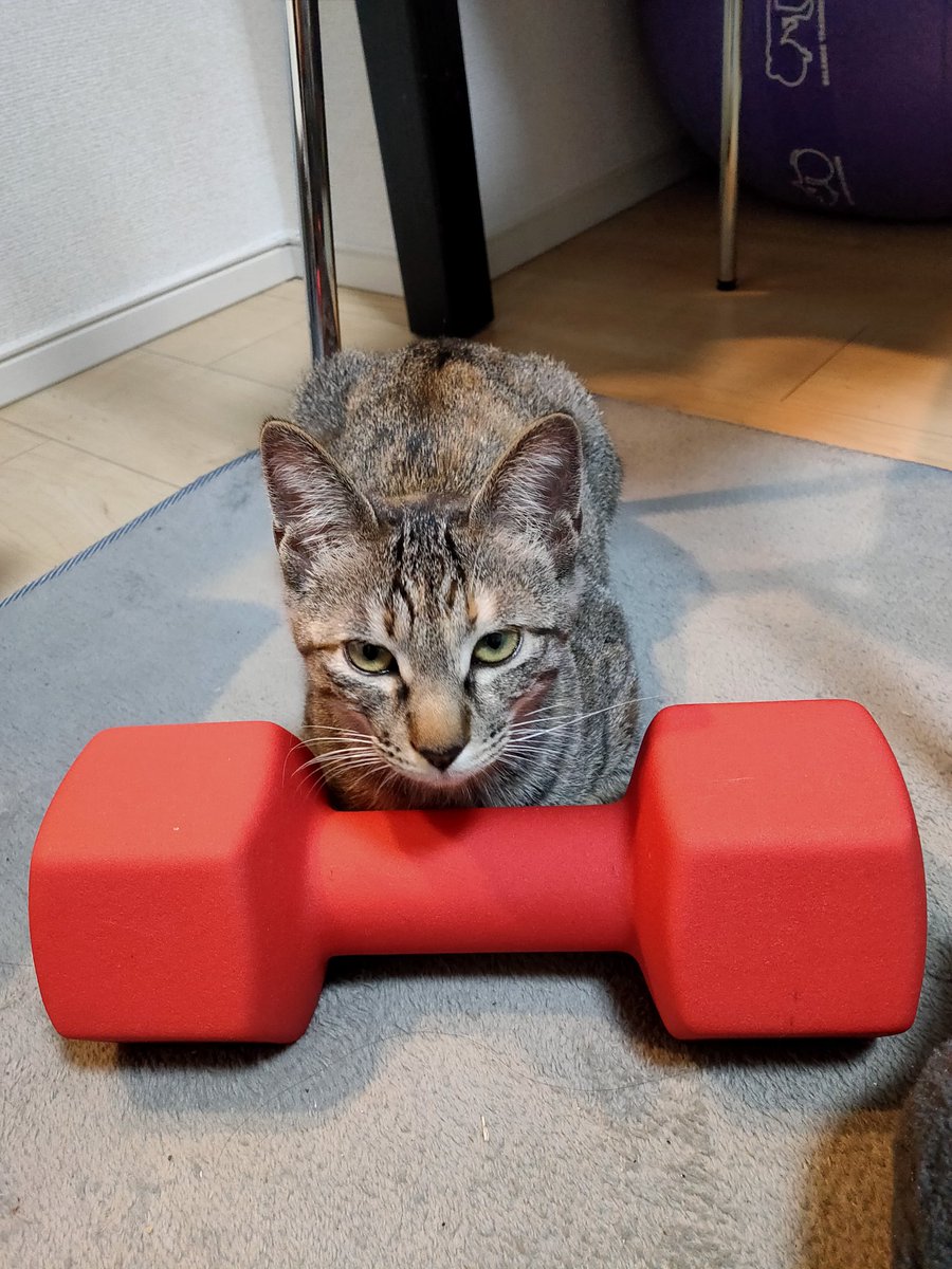 xitlakia's tweet photo. 筋トレするんだから邪魔しないでよ。
#筋トレ猫
#子猫
#猫好きさんと繋がりたい
#猫のいる暮らし https://t.co/6rabIHKIPJ