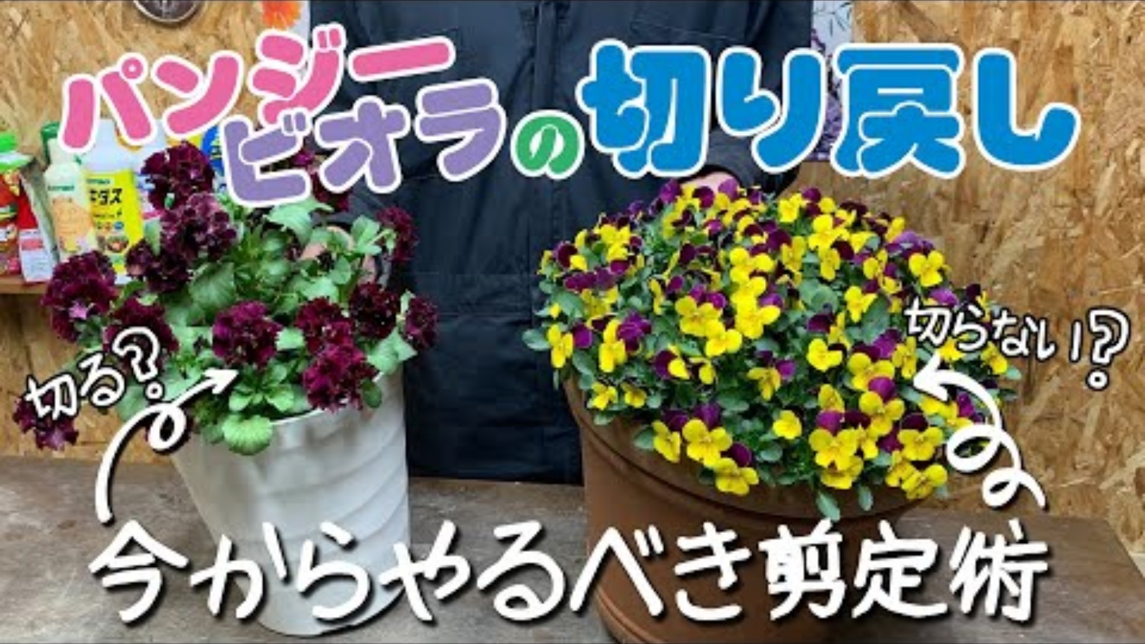 カトちゃんねる Youtube動画アップしましたぁ 株姿に合わせた剪定方法 パンジービオラの切り戻し 今からやるべき剪定術 T Co Vrxt4grbac T Co Flhqubeew9 Twitter