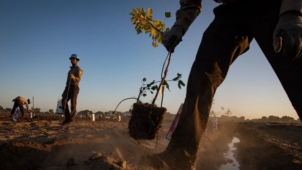 Tree Planting Is Booming. It Could Help, or Harm, the Planet. “Nature knows much more than we do”. Reforestation can fight climate change, uplift communities & restore biodiversity. When done badly, though, it can speed extinctions & damage ecosystems. nyti.ms/3JhfaLT